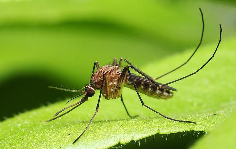 A mosquito on a green leaf, showing its long legs and proboscis.