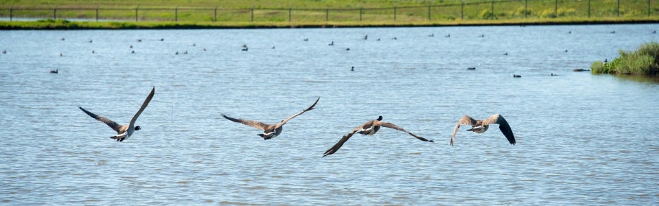 May contain: animal, bird, flying, water, outdoors, and nature