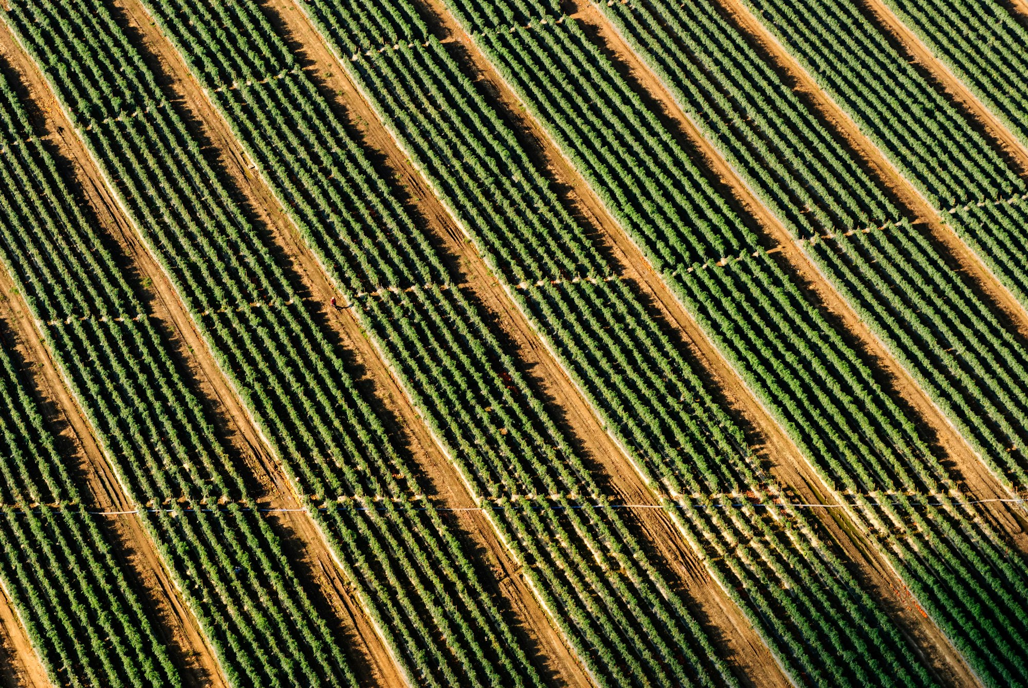 field crops