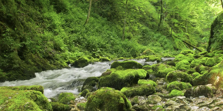 May contain: water, nature, outdoors, stream, vegetation, plant, and creek