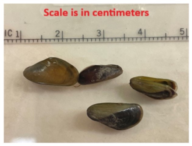Four mussel shells next to a centimeter scale.