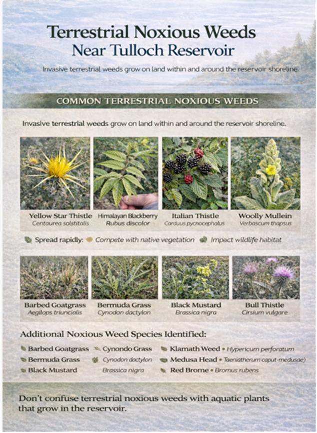 The image lists common terrestrial noxious weeds near Tulloch Reservoir, highlighting their impact on local vegetation and wildlife.