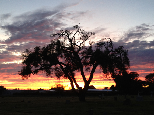 Photo of a sunset through trees