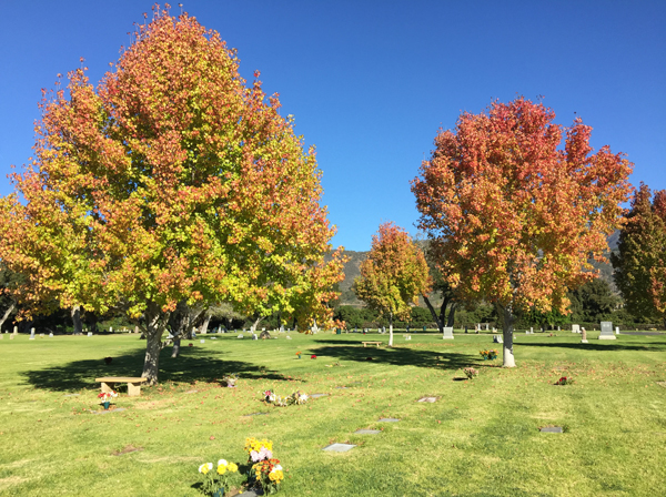 Photo of trees and a cemetery