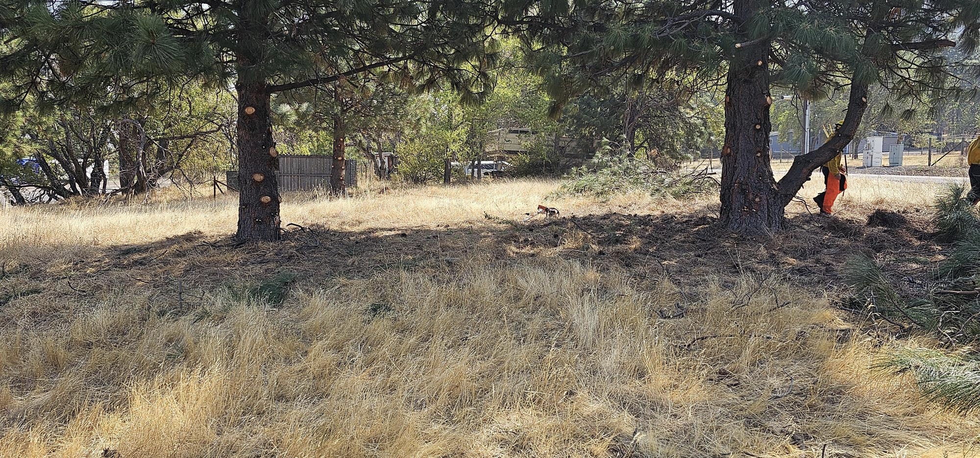 A wooded area with dry grass, trees, and a person in the distance wearing high-visibility clothing.