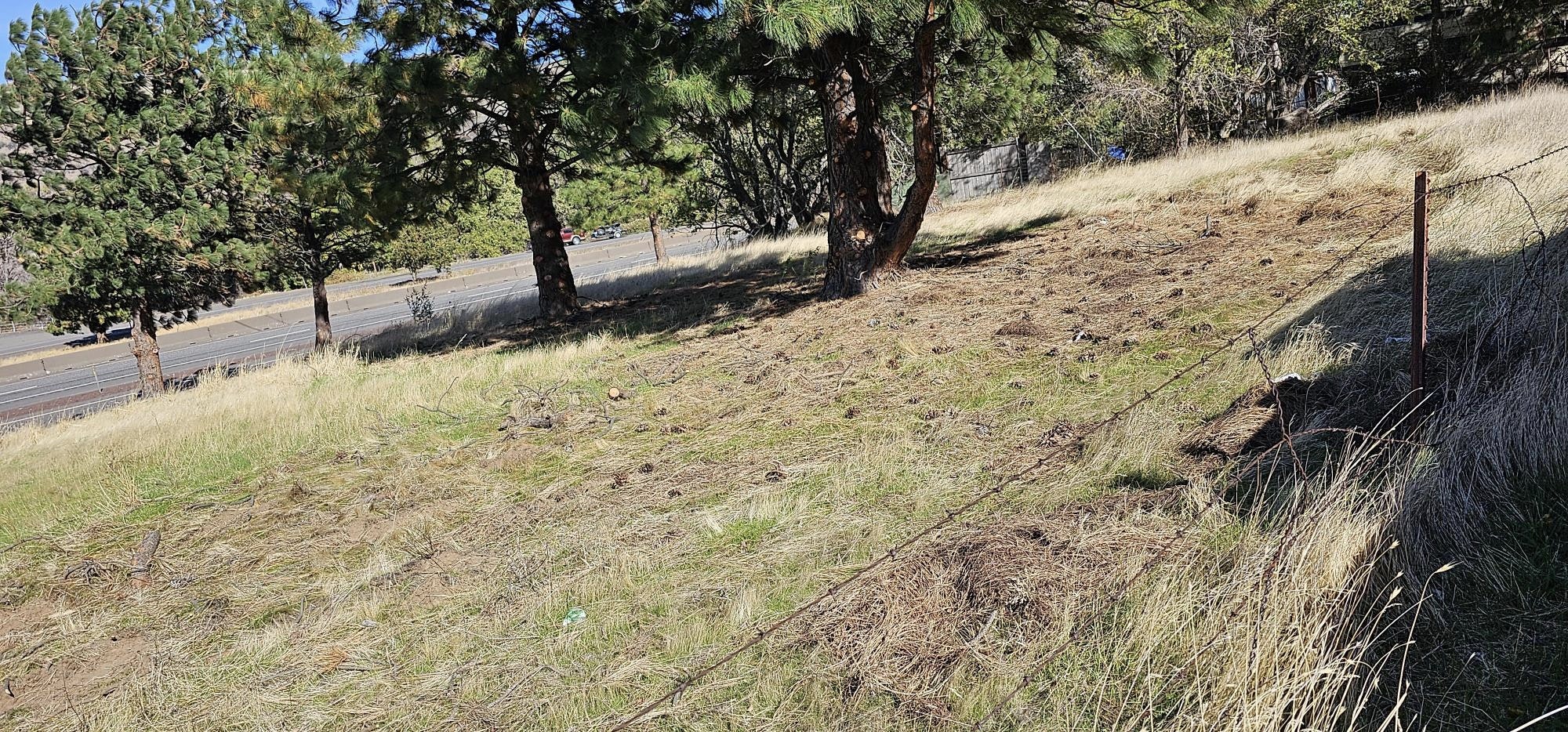 Hillside with trees, grass, and fence near a road.