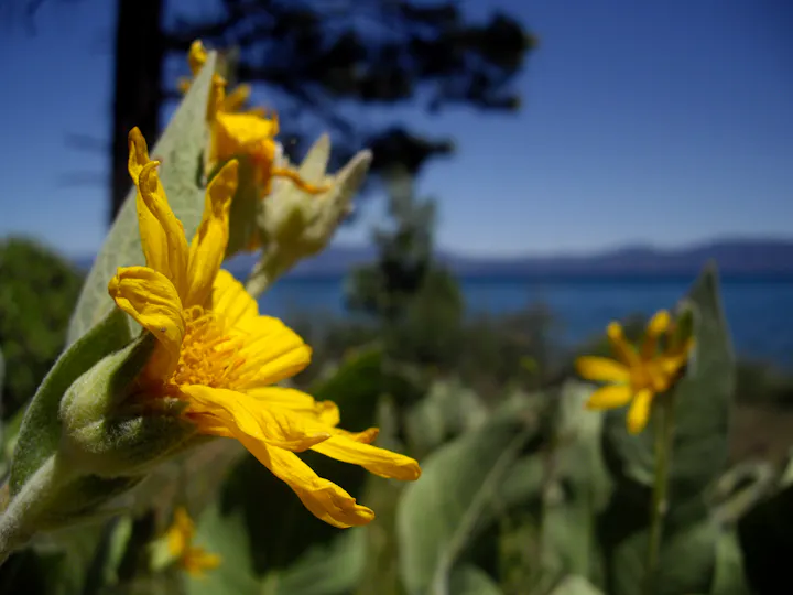 A close-up of vibrant yellow flowers against a blurred background of water and trees on a sunny day.