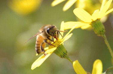 May contain: honey bee, bee, animal, invertebrate, insect, wasp, and apidae