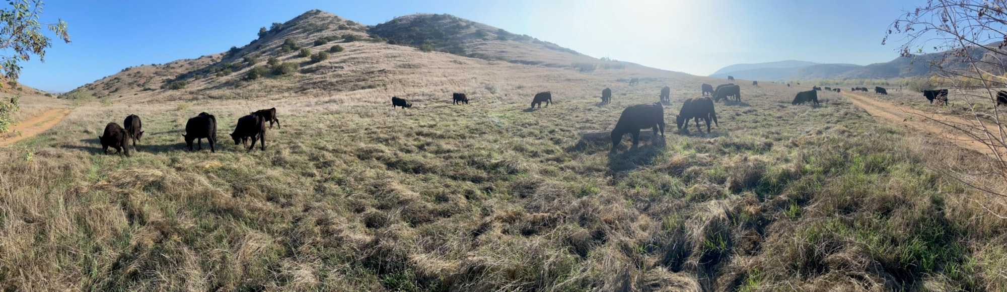 May contain: grassland, field, outdoors, nature, cow, animal, mammal, cattle, grass, plant, and countryside