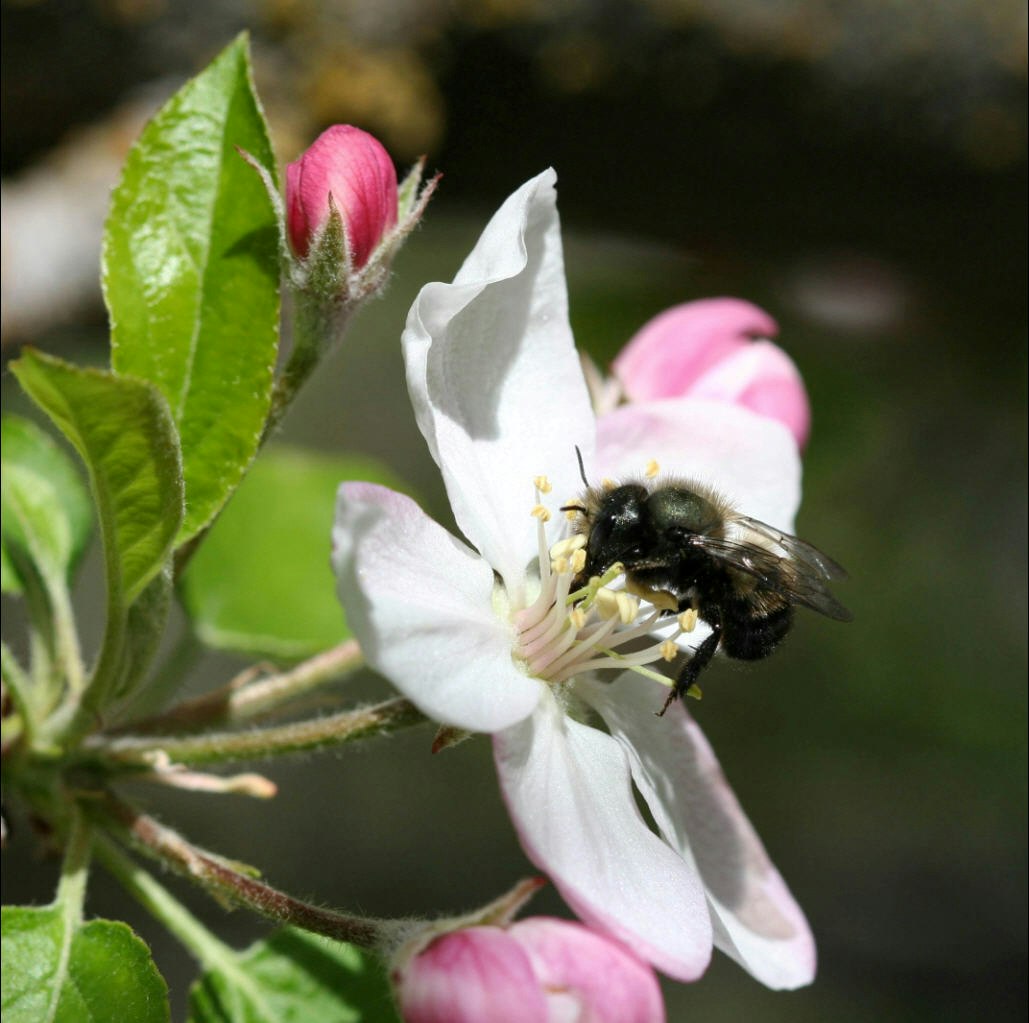 May contain: apidae, bee, invertebrate, insect, animal, bumblebee, pollen, plant, and honey bee