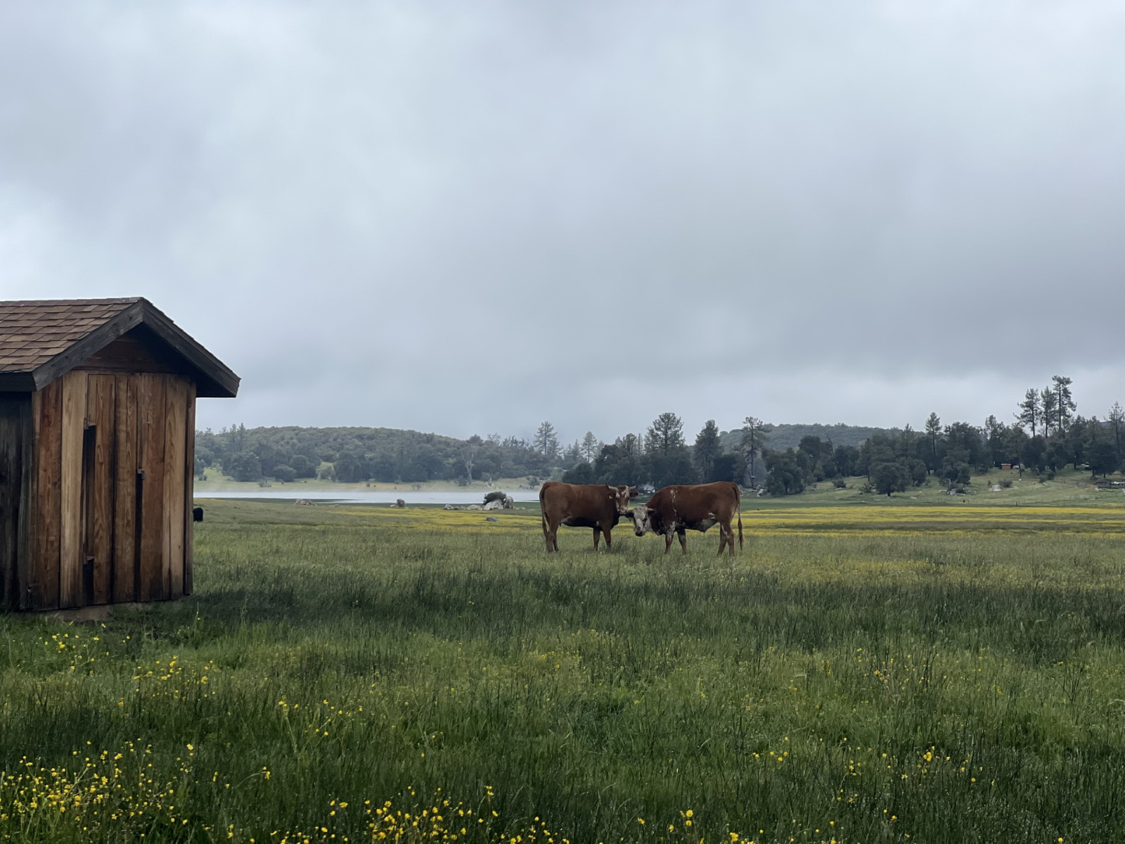 May contain: field, grassland, nature, outdoors, architecture, building, shelter, countryside, farm, pasture, rural, meadow, hut, animal, cattle, cow, livestock, and mammal