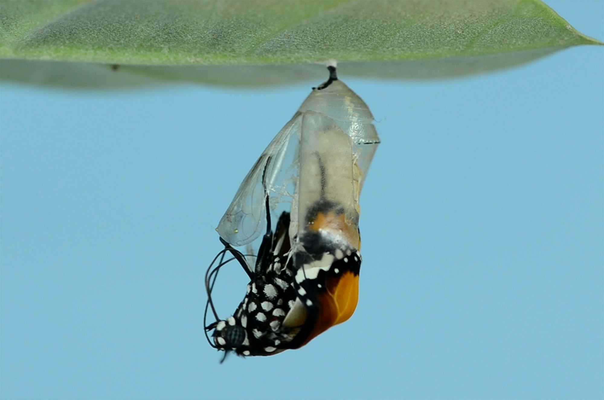 A butterfly emerging from its chrysalis, revealing its colorful wings, hanging from a leaf against a blue background.