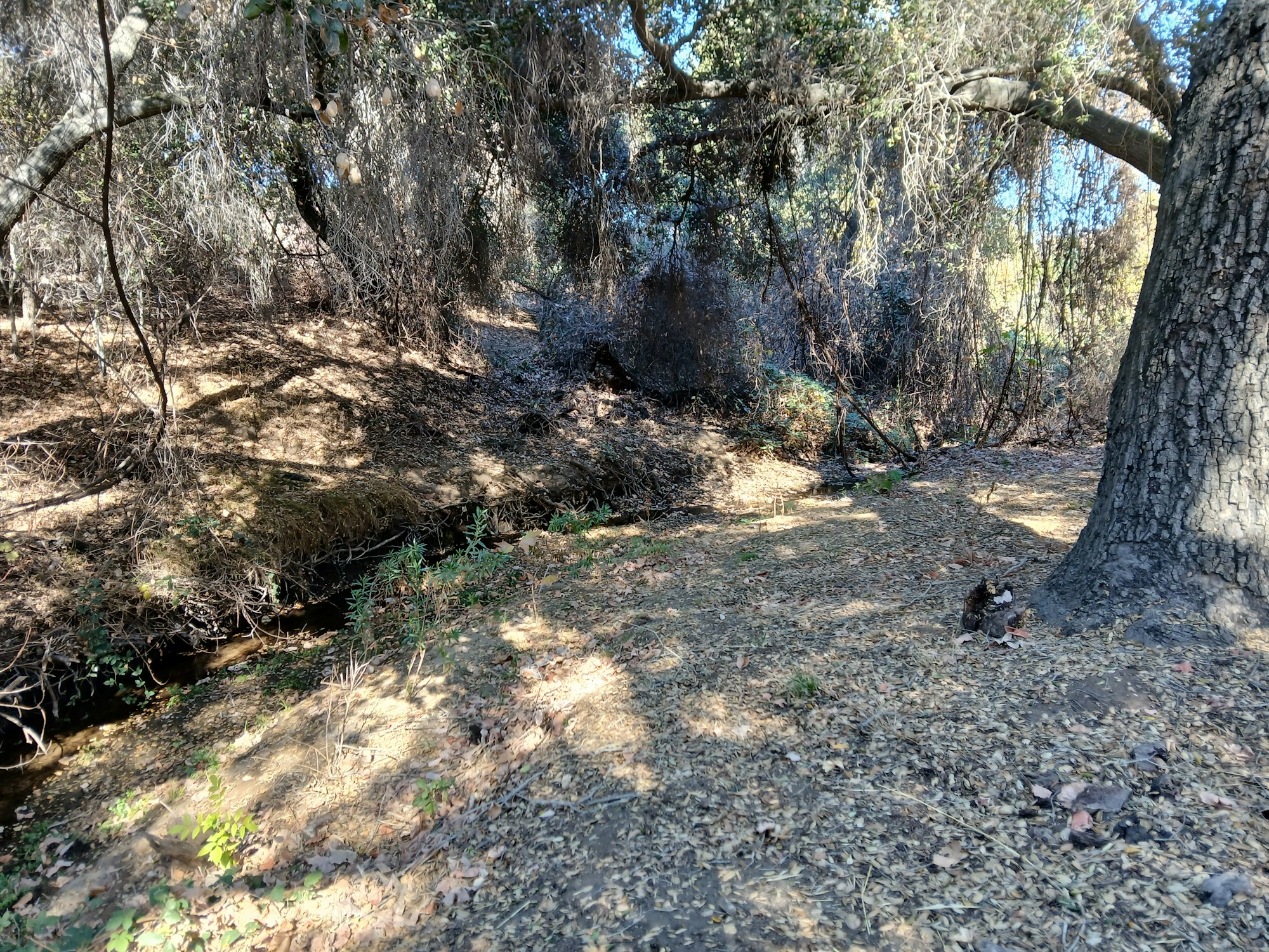 A scenic woodland area with trees, dry leaves, and a small creek running through it. Nature is calm and inviting.