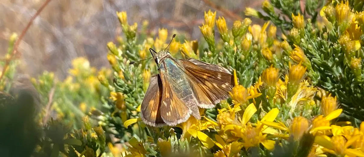 A butterfly rests on vibrant yellow flowers amidst green foliage in a natural setting.