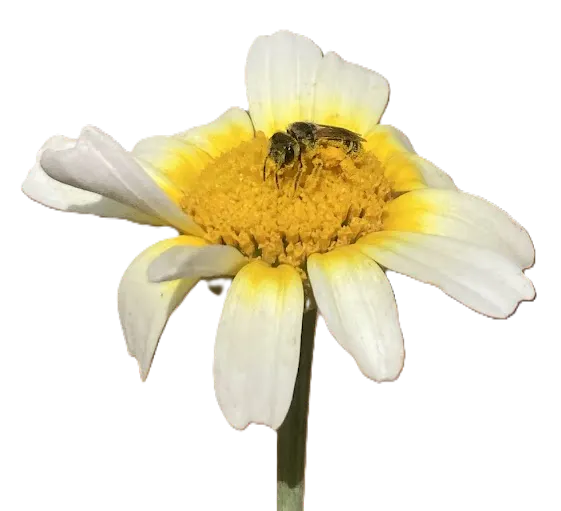 A close-up of a white flower with yellow center and a bee on it, highlighting nature's beauty and pollination.