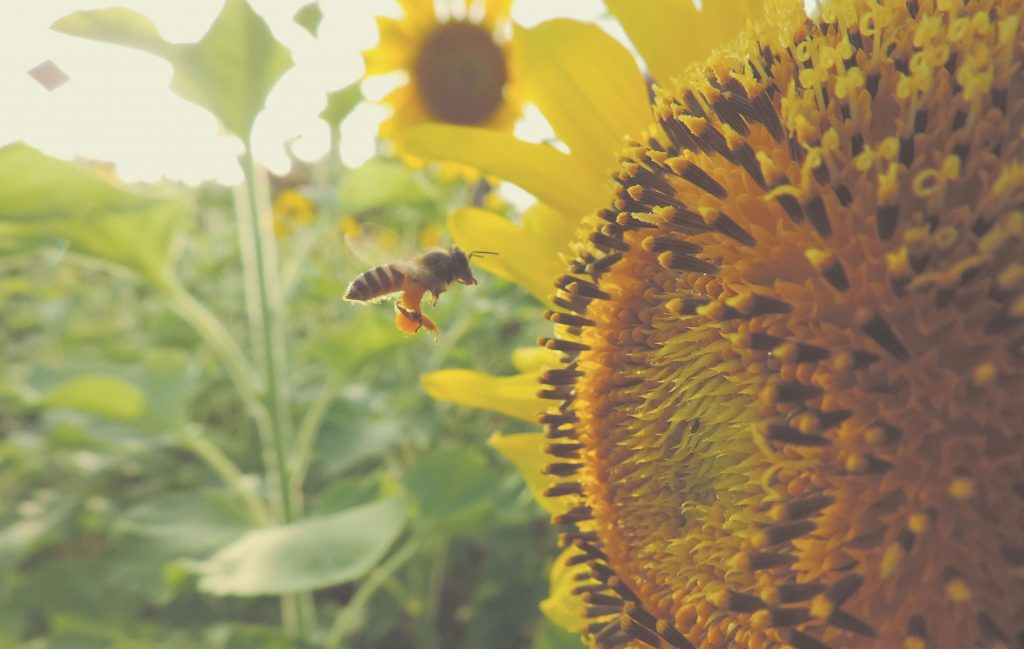May contain: honey bee, insect, animal, invertebrate, bee, and apidae