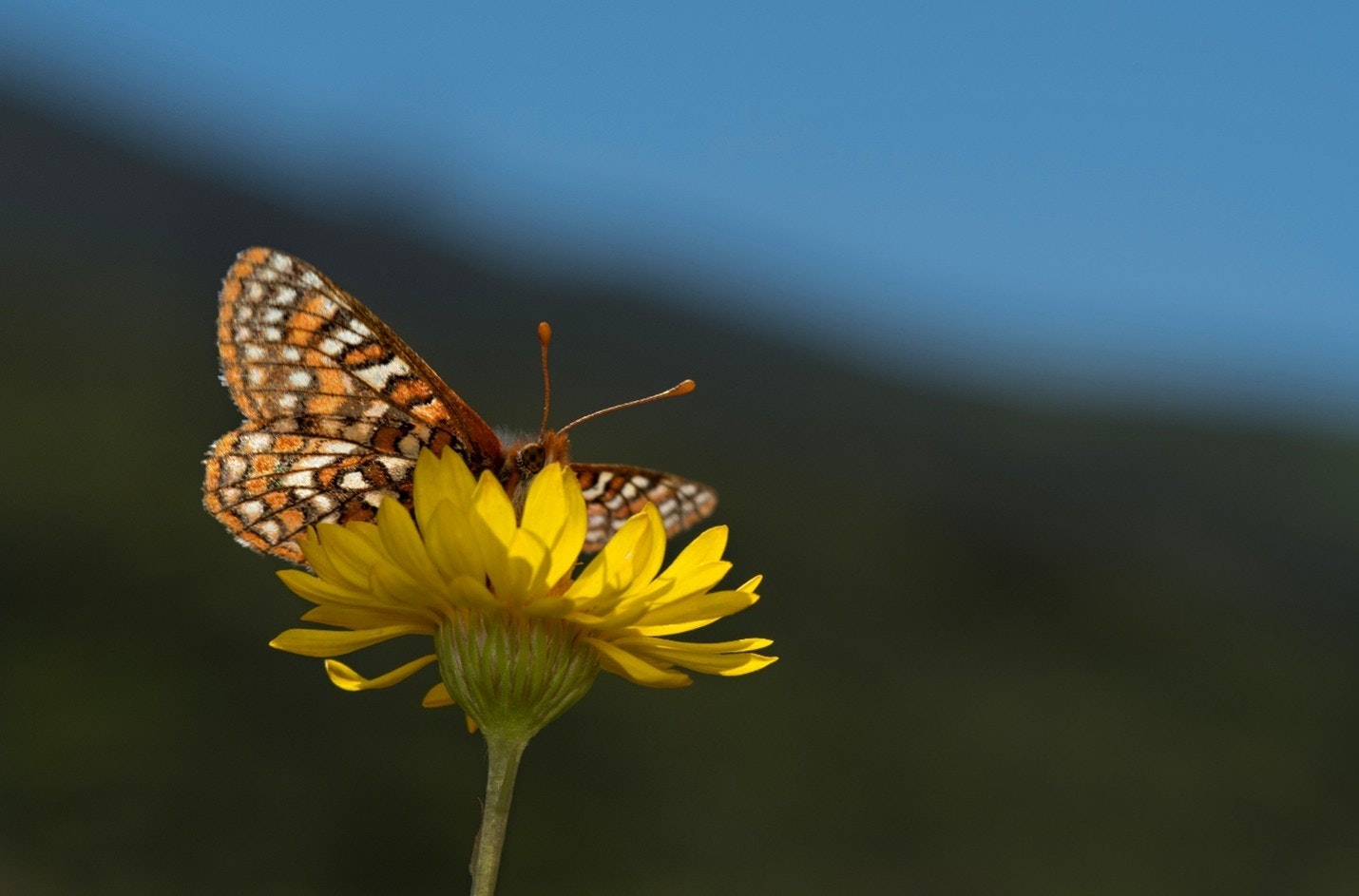A vibrant orange butterfly perched on a bright yellow flower against a blurred background.