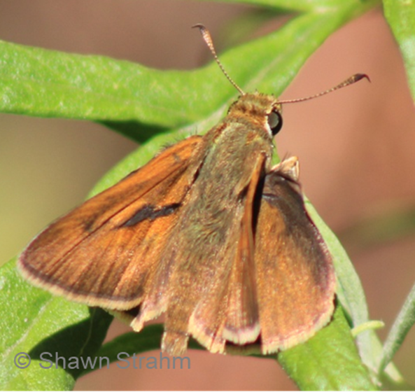 A close-up of a brown butterfly resting on a green leaf, showcasing its wings and antennae.