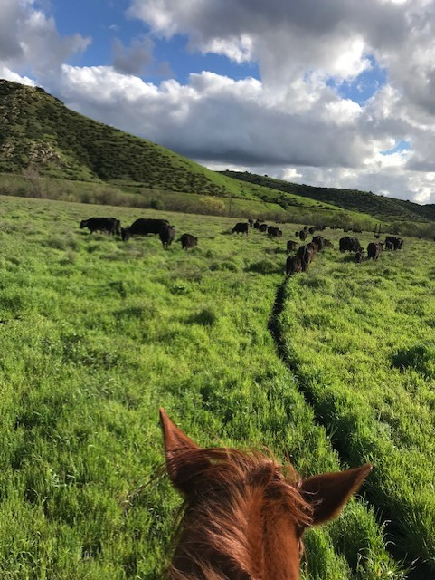 May contain: nature, cow, animal, cattle, mammal, outdoors, field, grassland, vegetation, plant, countryside, land, grass, farm, rural, puppy, canine, pet, dog, and horse