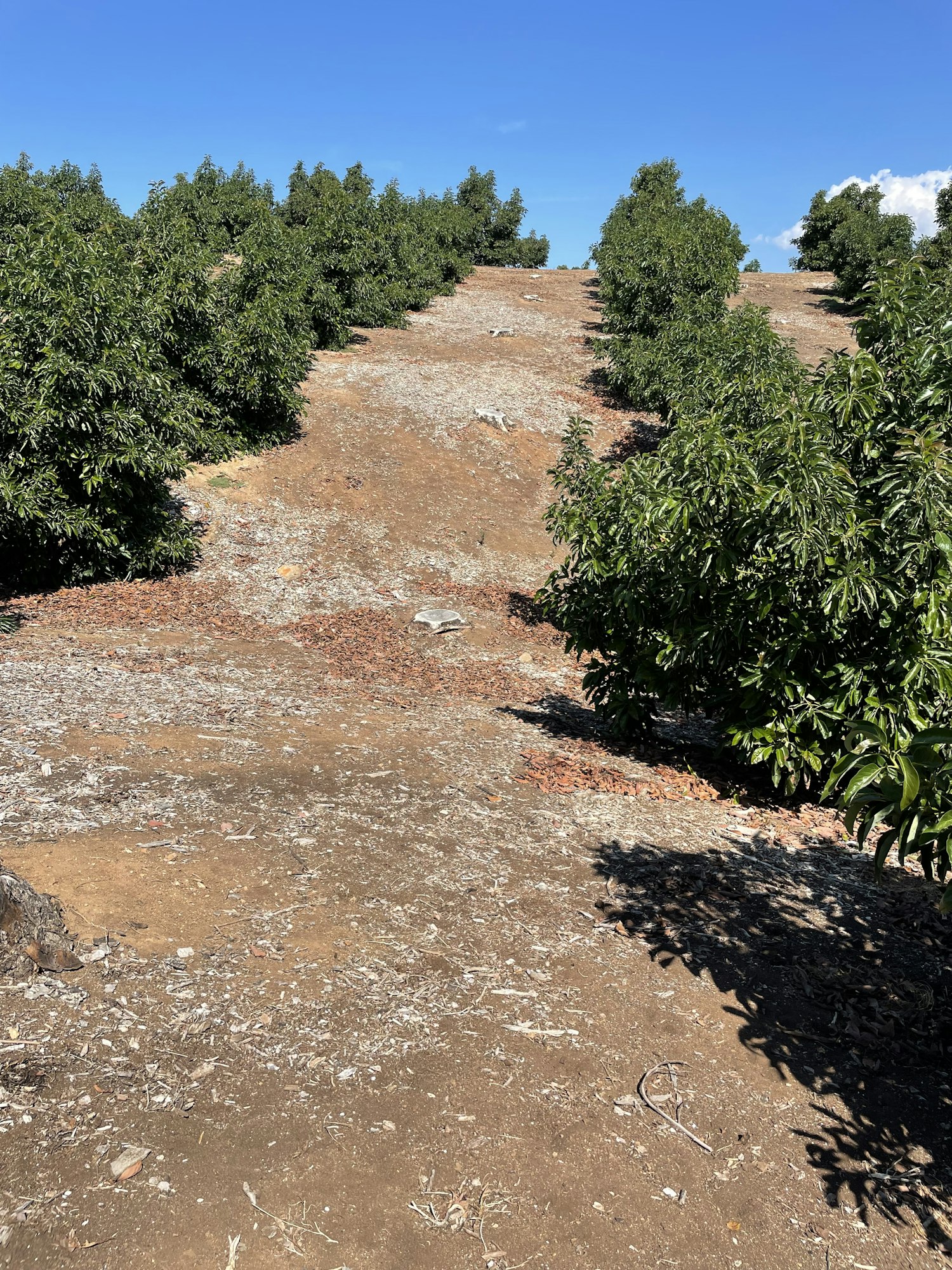 Agricultural field with rows of green bushes under a blue sky, image rotated 90 degrees to the right.
