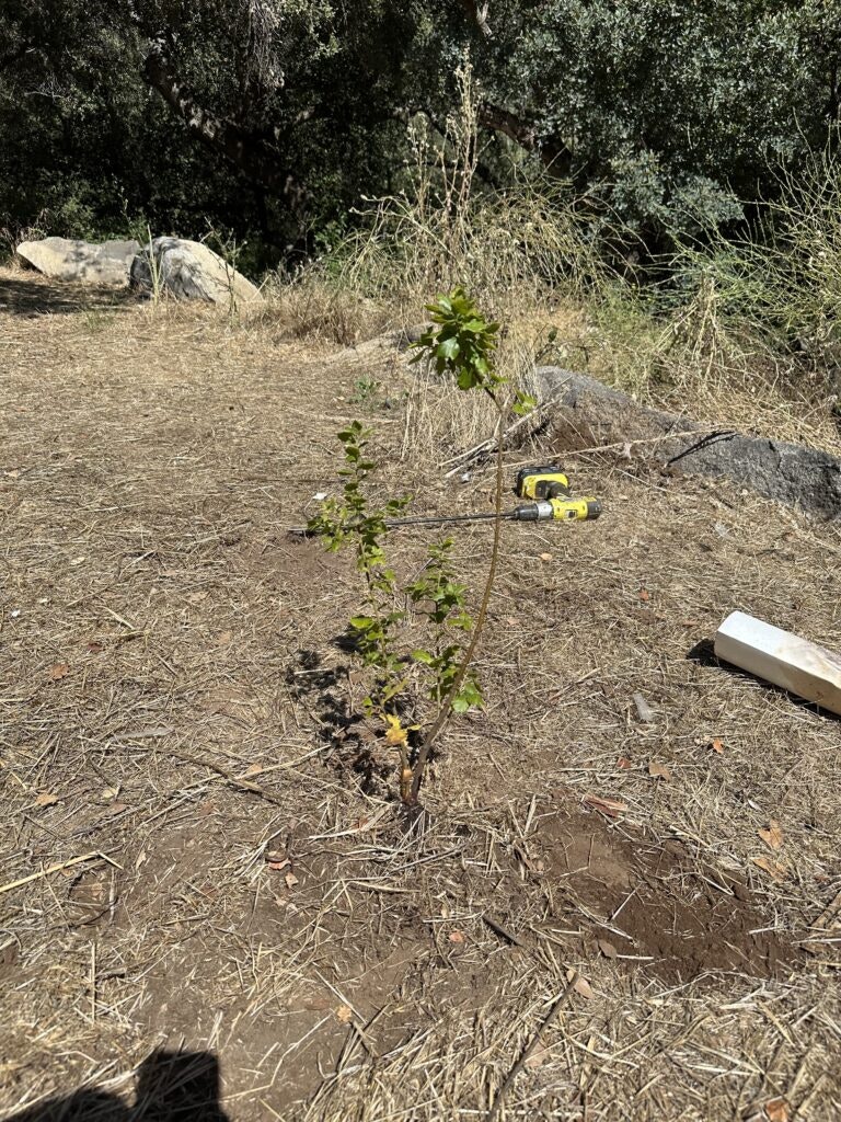 May contain: plant, vegetation, soil, ground, tree, land, nature, outdoors, and woodland