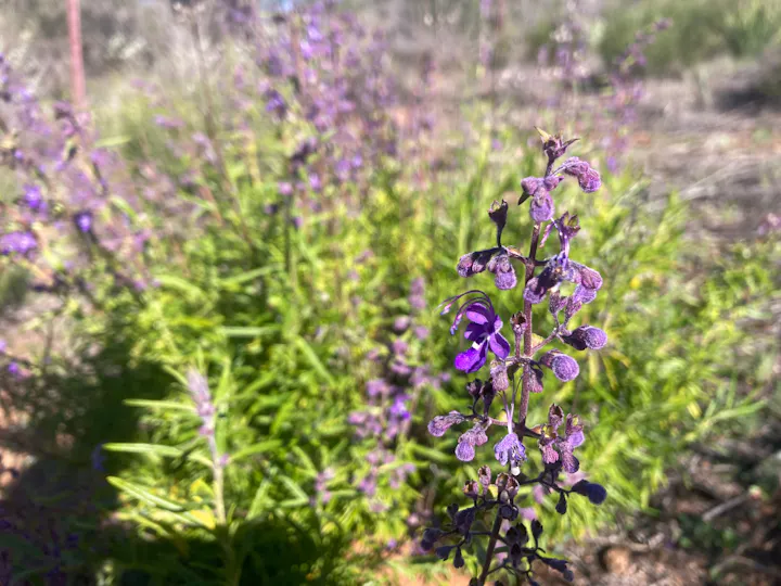 A close-up of purple flowers with green foliage in the background, showcasing nature's beauty in a sunny environment.