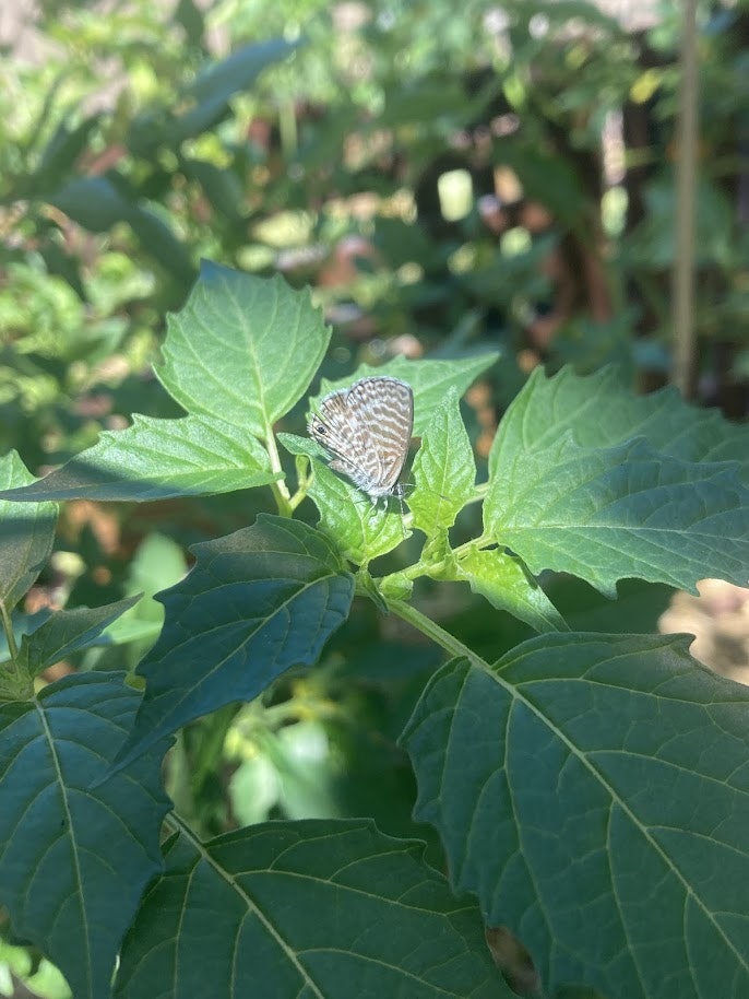 A small butterfly rests on green leaves, surrounded by a natural garden setting.