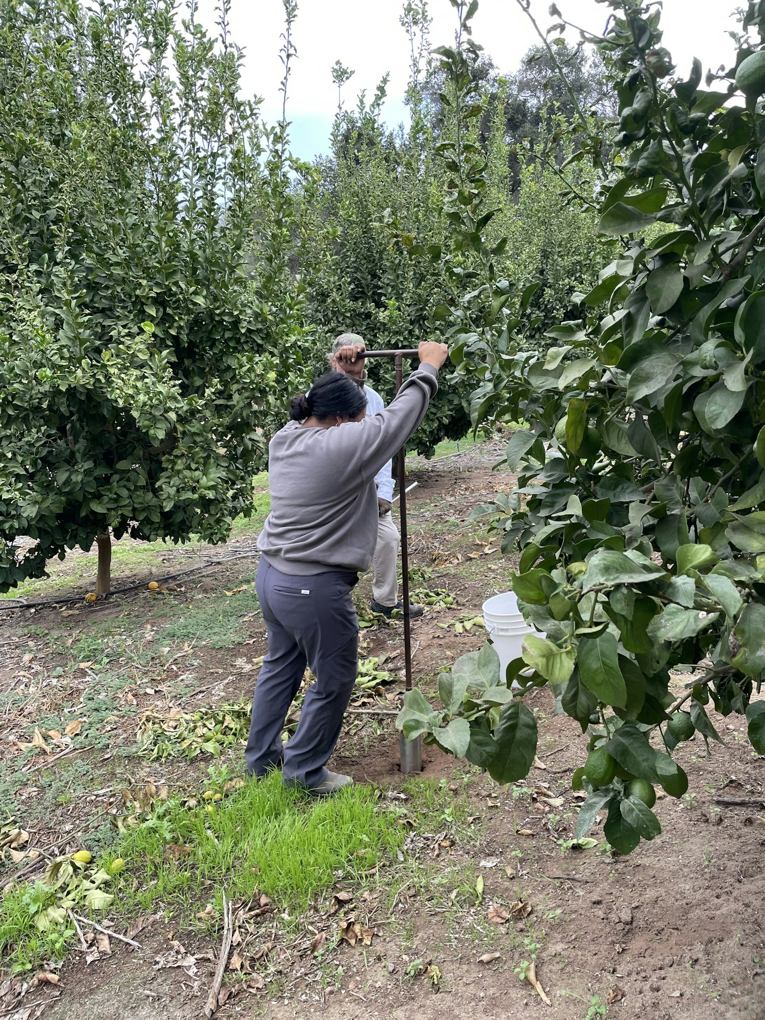 A person picking fruit from trees in an orchard.