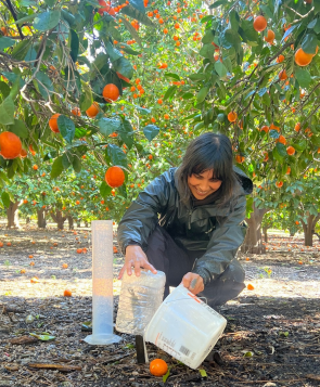 A person watering a tree in an orange grove.