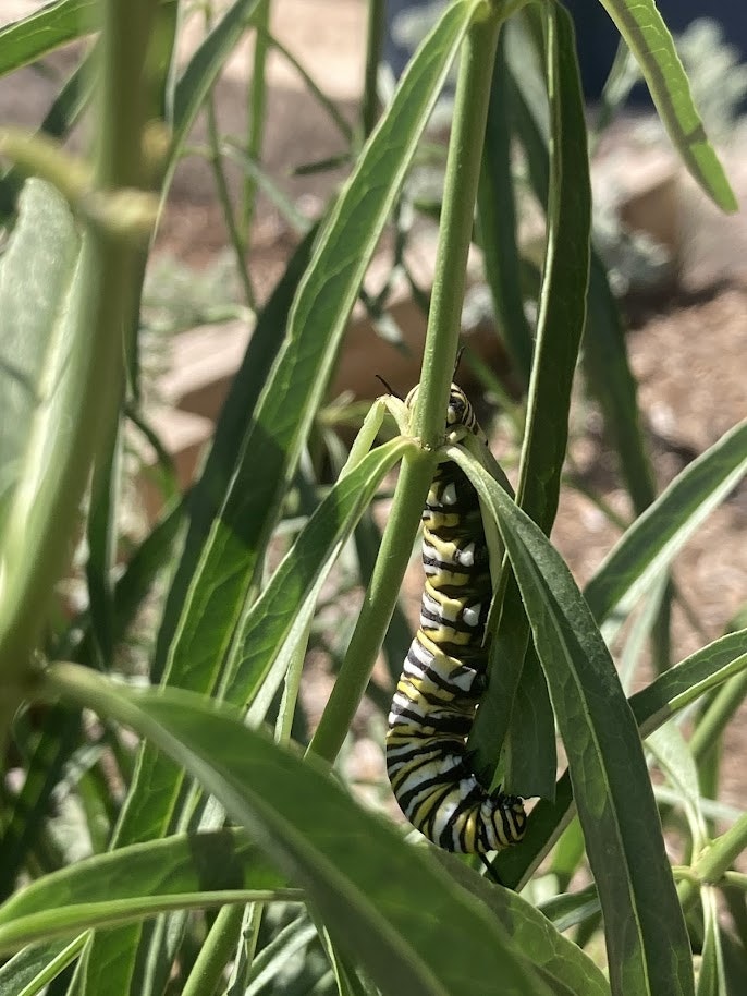A caterpillar hangs from a plant leaf, showcasing its striking yellow and black striped pattern.