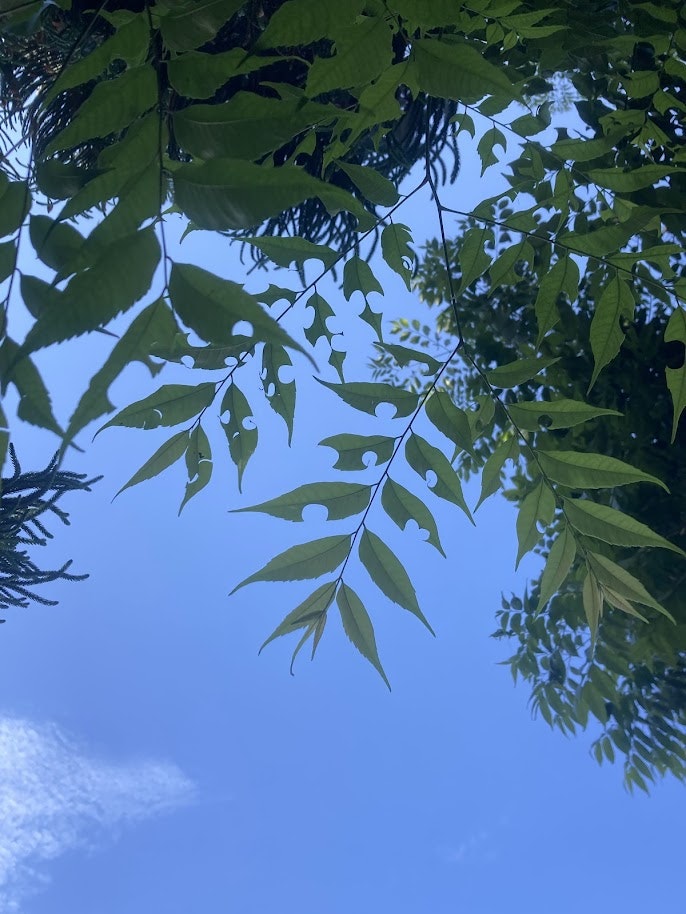 A view of green foliage against a clear blue sky, featuring distinct leaf shapes and a few scattered clouds.