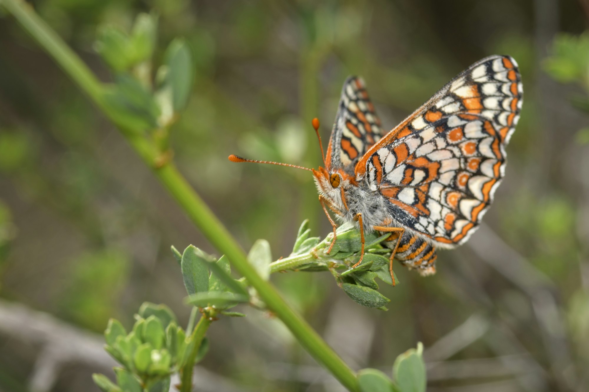 A vivid, detailed close-up of a butterfly resting on green foliage, showcasing its striking orange and black patterns.