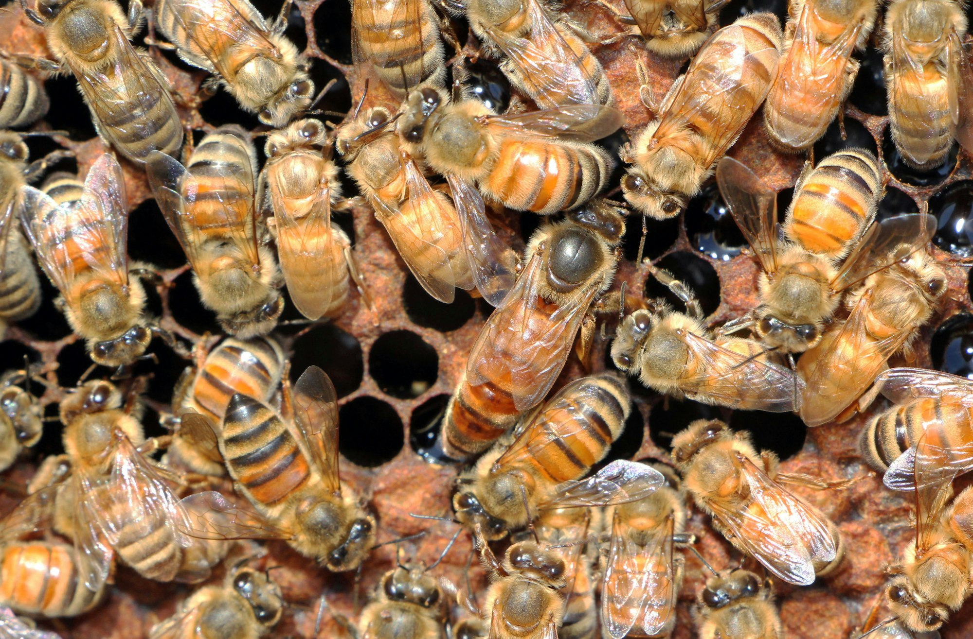 May contain: animal, bee, honey bee, insect, invertebrate, and apidae