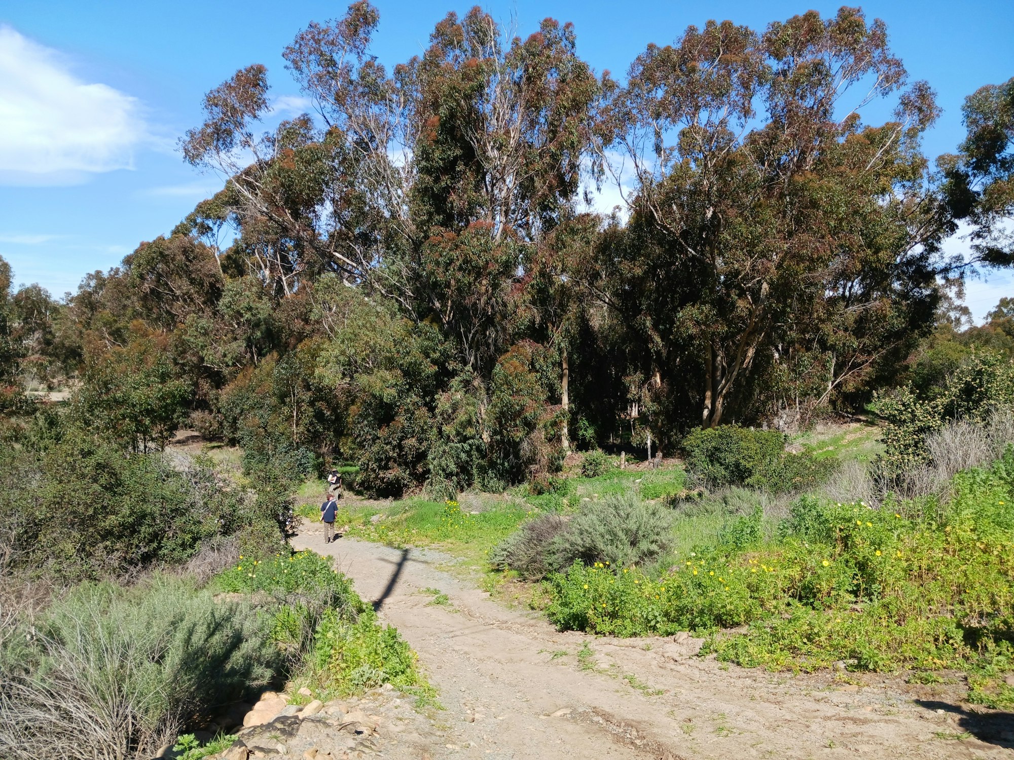 Invasive eucalyptus grove in Otay River Valley