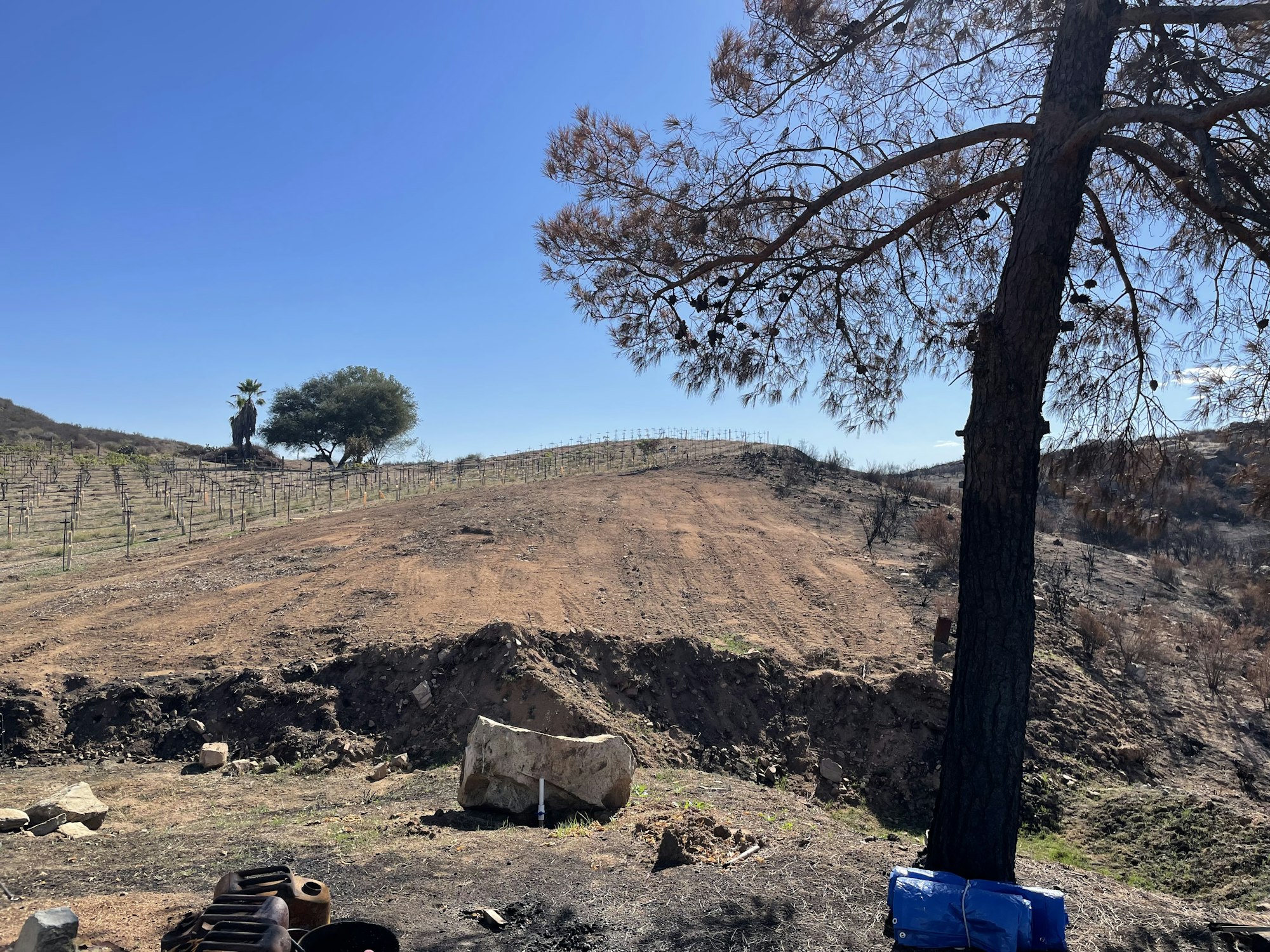 Rural landscape with a tree in the foreground and a vineyard on the hillside under a clear blue sky.