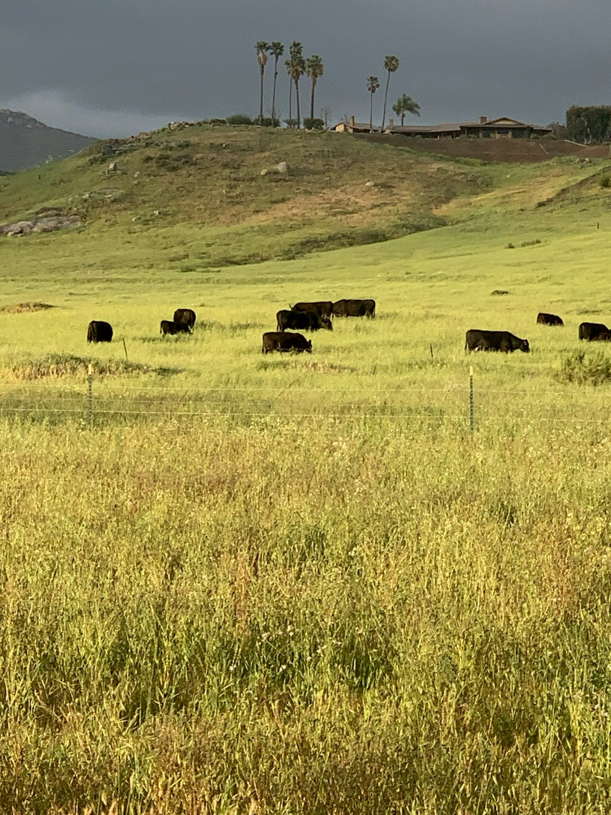 Cows grazing in a field with palm trees and a house on a hill in the background.