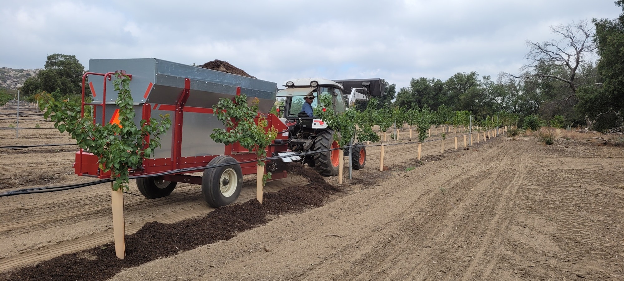 A tractor with a trailer spreading mulch in a young orchard.