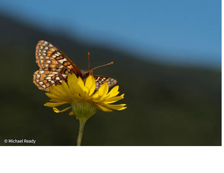 A butterfly rests on a bright yellow flower, with a blurred natural background showcasing a serene environment.