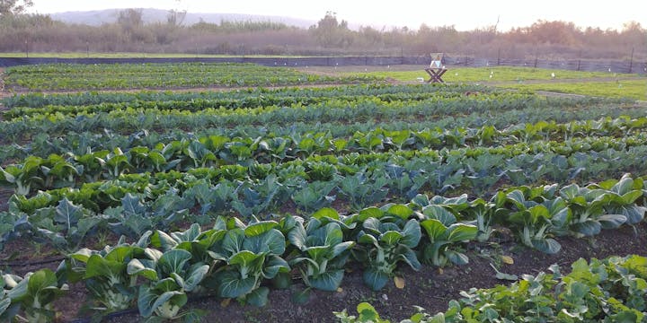 May contain: field, person, and human