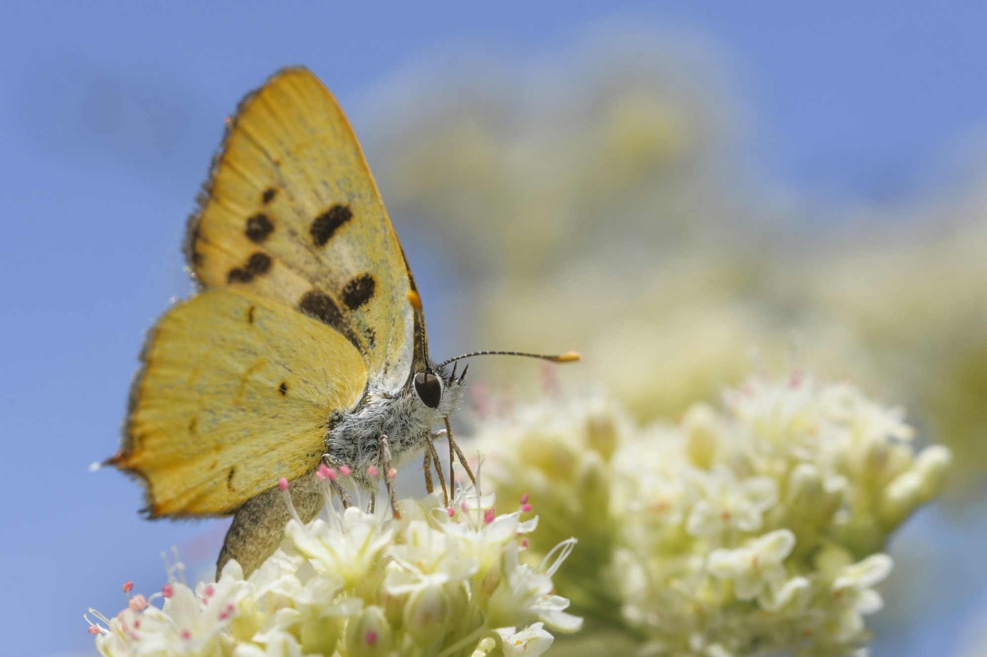 A close-up of a yellow butterfly with black spots perched on white flowers, against a blue sky backdrop.