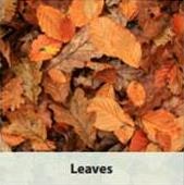The image features a collection of autumn leaves in shades of orange and brown, arranged on the ground.