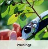 The image shows someone using pruning shears on a leafy branch, labeled "Prunings."