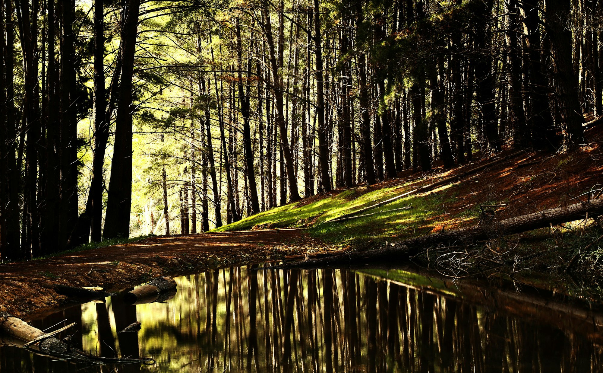 Sunlight filters through tall trees, casting reflections on a calm forest pond.