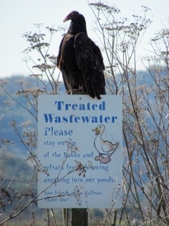 May contain: animal, bird, and vulture