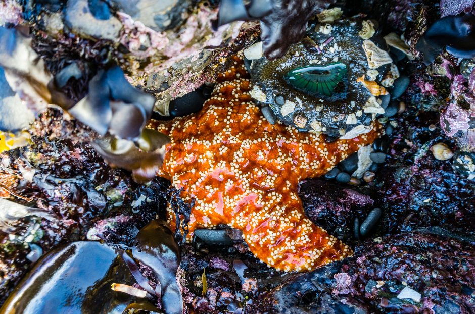 Orange starfish and a sea anemone among rocks and seaweed.