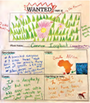 A "Wanted" poster for the invasive plant species "Common Lantana," with illustrations and details about the plant's characteristics and habitat.