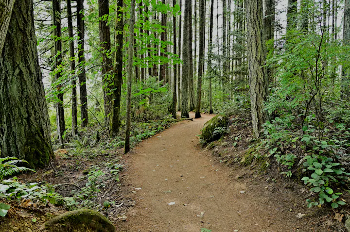 A winding dirt path through a lush green forest, surrounded by tall trees and vibrant foliage. Perfect for a peaceful walk.