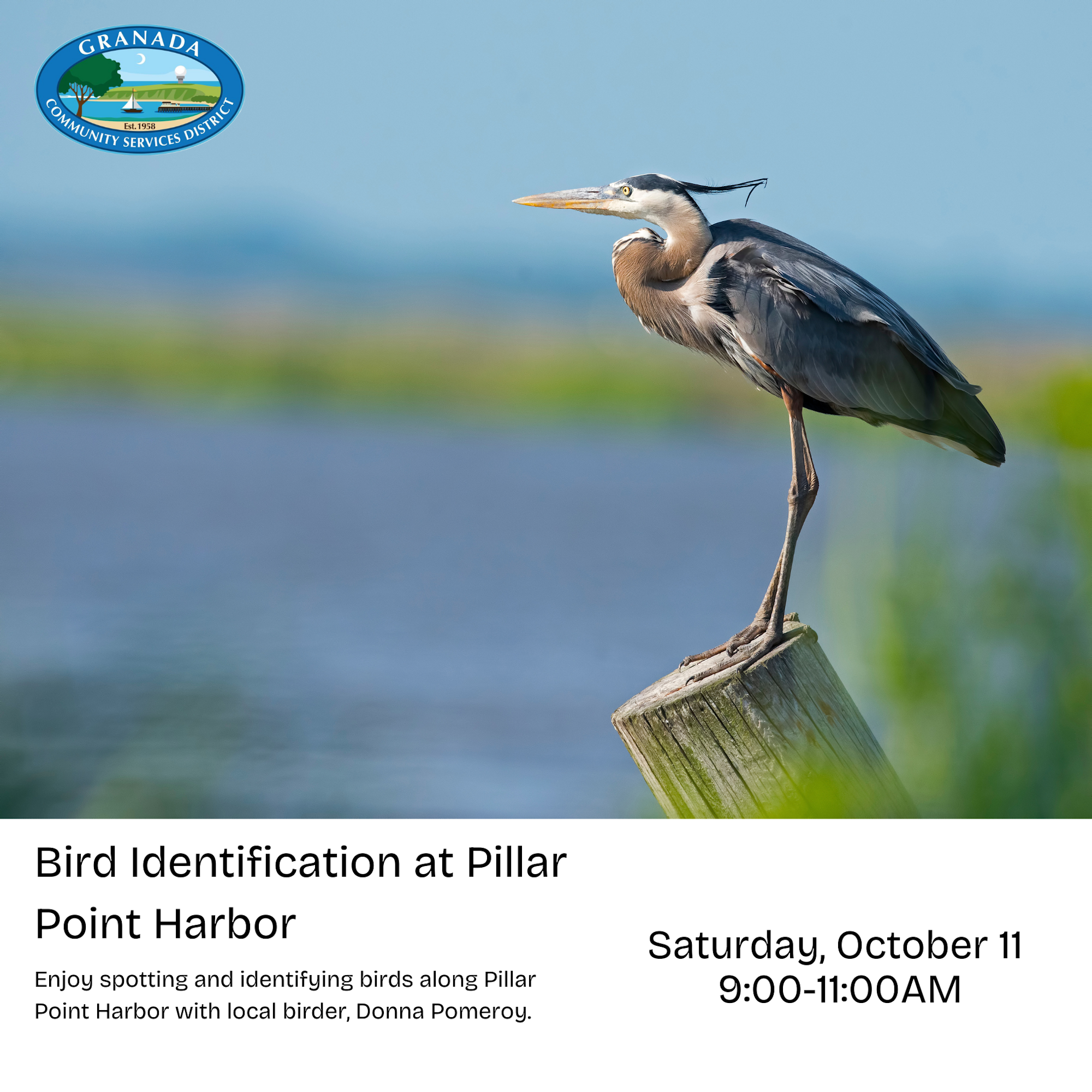Great Blue Heron on a post, announcement for bird identification event at Pillar Point Harbor, Saturday, October 11, 9:00-11:00 AM.