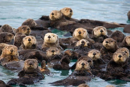 raft of sea otters