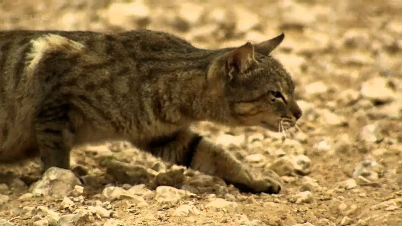 Domestic cat hunting outdoors